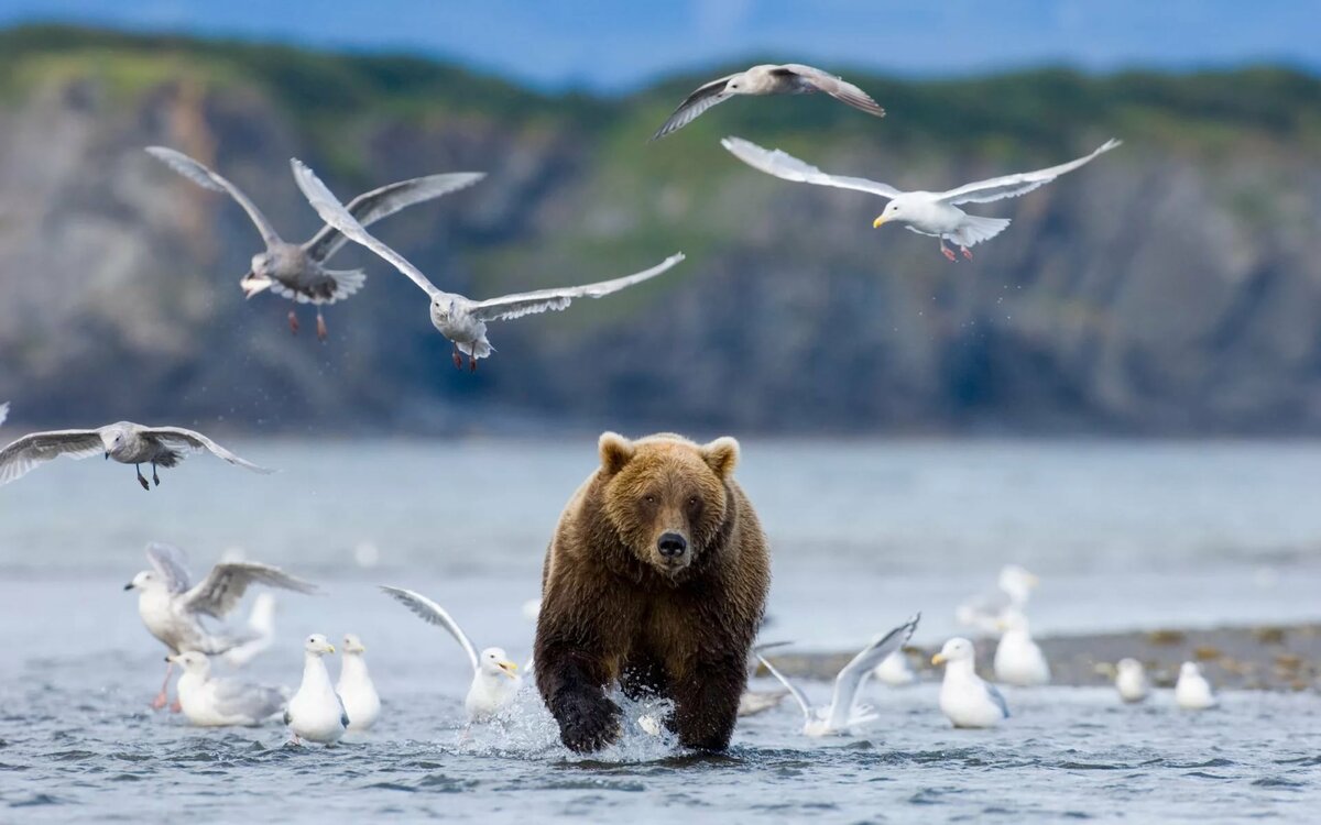 Животные Байкала Фото