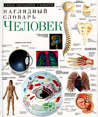 Наглядный словарь. Человек