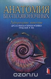 Анатомия беспозвоночных: дрозофила, таракан, пиявка, прудовик, рак