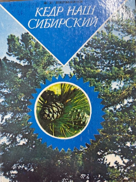 Кедр наш сибирский