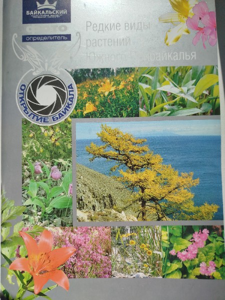 Редкие виды растений Южного Прибайкалья. Фотоопределитель